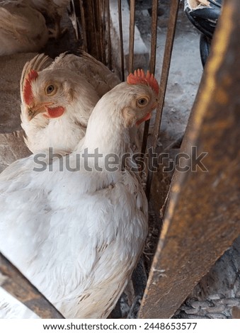 Breed broiler is any chicken that is bred and raised specifically for meat production. Most commercial broilers reach slaughter weight between four and six weeks of age, although slower growing breeds