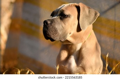 Breed dog Cane Corso Formentino puppy - Shutterstock ID 2215563185