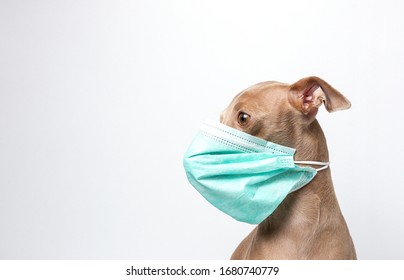 Download Dog Face Mask Images Stock Photos Vectors Shutterstock Yellowimages Mockups