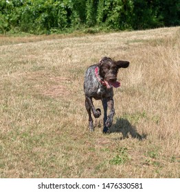 Wirehaired Pointing Griffon Images Stock Photos Vectors