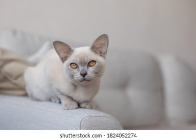 Breed Of European Burmese Cat, Lilac, Sitting On Sofa.