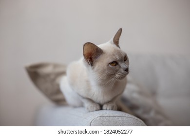 Breed Of European Burmese Cat, Lilac, Sitting On Sofa.