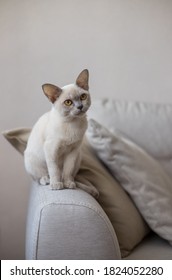 Breed Of European Burmese Cat, Lilac, Sitting On Sofa.