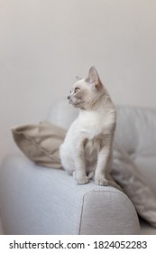 Breed Of European Burmese Cat, Lilac, Sitting On Sofa.