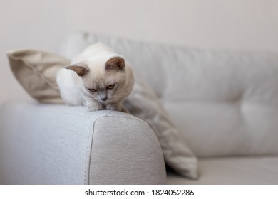 Breed Of European Burmese Cat, Lilac, Sitting On Sofa.