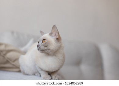 Breed Of European Burmese Cat, Lilac, Sitting On Sofa.