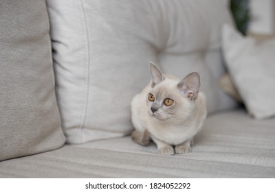 Breed Of European Burmese Cat, Lilac, Sitting On Sofa.