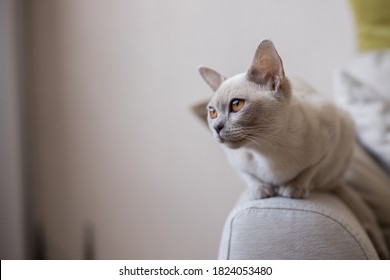 Breed Of European Burmese Cat, Lilac, Sitting On Sofa.