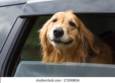 Breed Golden Retriever River filed out of the car window.
