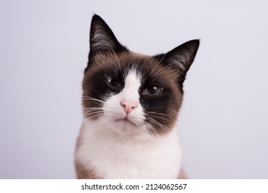 Breed Snowshoe Cat Near The Wall