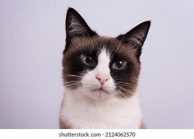 Breed Snowshoe Cat Near The Wall