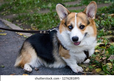 1000 Pembroke Welsh Corgi Stock Images Photos Vectors