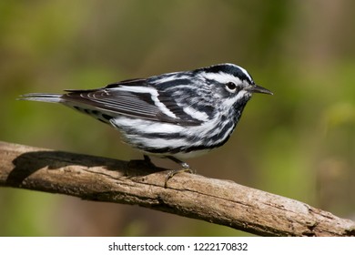 Breeding adult male Black-and-white Warbler perching on a tree branch