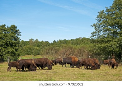 Breeding Of The American Bison. Poland