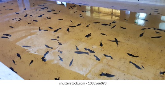 Breeding Black Molly Fish Farm
