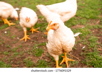Breeding broiler chickens in rural conditions in the village in the yard. Subsistence farming.