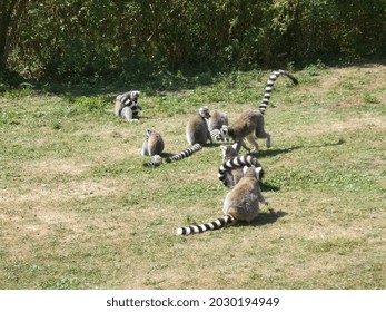 Breeding  Conservation Center With Big  Small Cat Species. Cats And Lemurs.