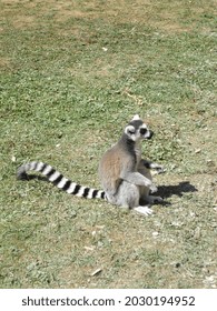 Breeding  Conservation Center With Big  Small Cat Species. Cats And Lemurs.