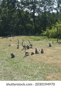 Breeding  Conservation Center With Big  Small Cat Species. Cats And Lemurs.