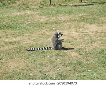 Breeding  Conservation Center With Big  Small Cat Species. Cats And Lemurs.