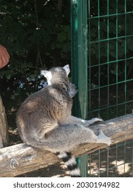 Breeding  Conservation Center With Big  Small Cat Species. Cats And Lemurs.