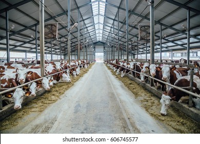 Breeding of cows in free livestock stall  - Powered by Shutterstock