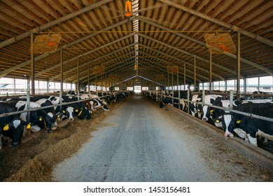Breeding diary cows in free livestock stall. - Shutterstock ID 1453156481