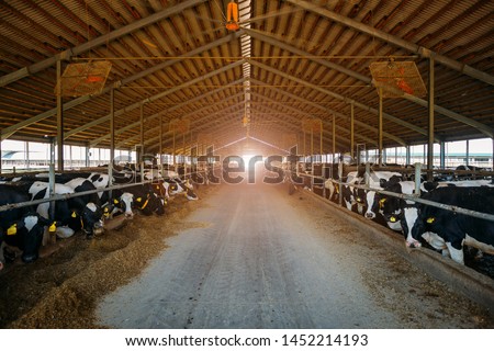 Breeding diary cows in free livestock stall.