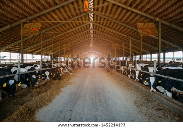Breeding diary cows\
in free livestock\
stall.