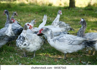 Breeding Ducks For Foie Gras