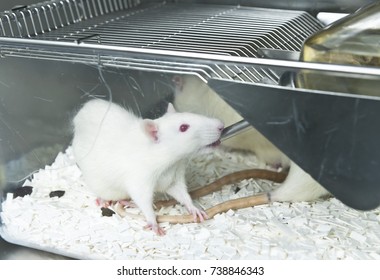 1000 Feeder Mice Stock Images Photos Vectors Shutterstock