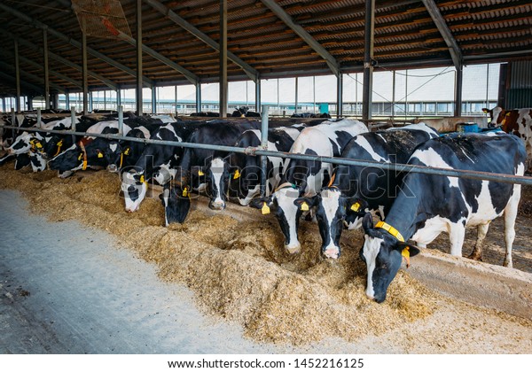 Breeding Holstein Friesian Diary Cows Free Stock Photo (Edit Now ...