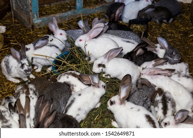 Breeding Large Group Rabbits Small Shed Stock Photo 1542649871 