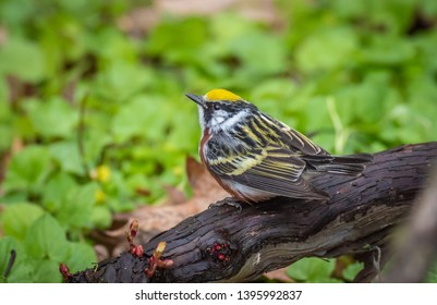 A Breeding Male Chestnut-Sided Warbler very busy Foraging. Forest Lawn Cemetery, Buffalo, New York, USA, May 12th 2019