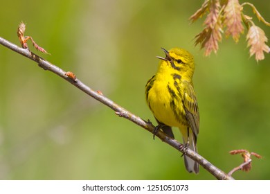 A breeding male Prairie Warbler singing from a budding oak tree