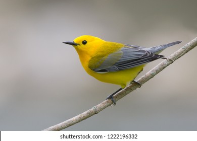 A breeding male Prothonotary Warbler perching on a tree branch