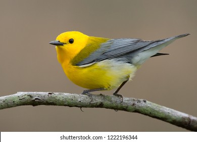 A breeding male Prothonotary Warbler perching on a tree branch