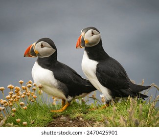 Breeding pair of Atlantic Puffins, Lunga Island, Scotland
