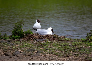 A Breeding Pair Of Black Headed Gulls Hatching Eggs On Their Nest.