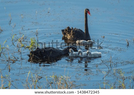 Similar – Image, Stock Photo Mother and Baby Muscovy ducklings Cairina moschata