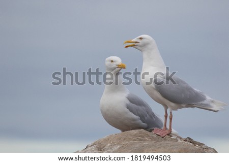 Breeding pair of Glaucous Gulls (Larus hyperboreus) spotted in Norway