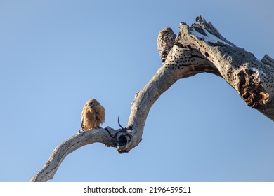 Breeding Pair Of Hawks In Early Spring