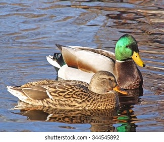 Breeding Pair Of Mallard Ducks  - Mallard Male Looking At Female