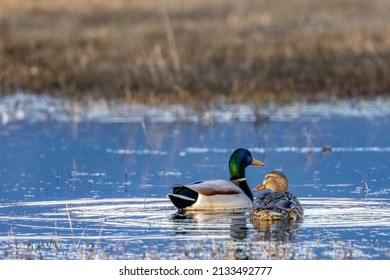 Breeding Pair Of Mallard Ducks In Whitefish, Montana, USA