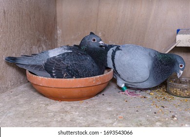 Breeding Pair Of Pigeons In Their Box On The Pigeon Loft, The Parents Take Turns To Brood On The Eggs