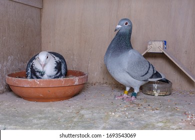 Breeding Pair Of Pigeons In Their Box On The Pigeon Loft, The Parents Take Turns To Brood On The Eggs