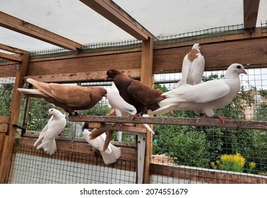 Breeding Pigeons At Home. Doves Of White And Brown Colors Sitting In The Dovecote.