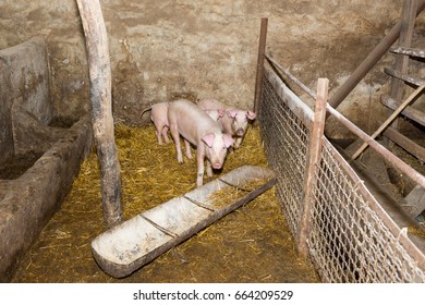 Breeding pigs on the farm. Pig flu. - Shutterstock ID 664209529