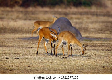 The breeding season with the kob (Kobus kob) on the plains with flehmen response also called the flehmen position.Mating time for antelope kob on the plains of east africa.