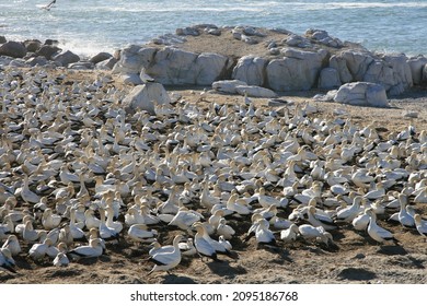 Breeding Site For Cape Gannets In Lambert’s Bay Bird Island Nature Reserve In South Africa